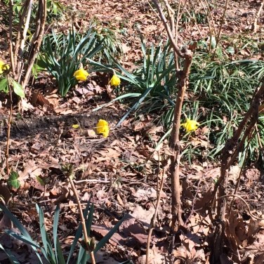 group daffodils