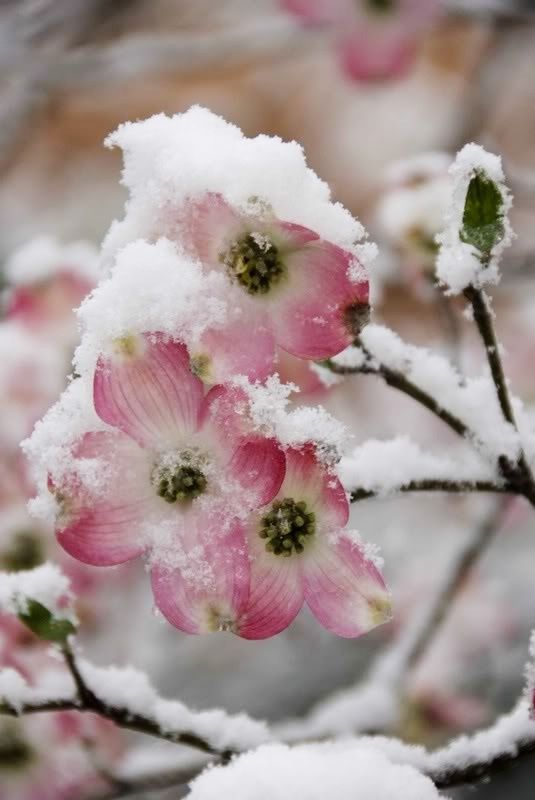 snow blossoms 2