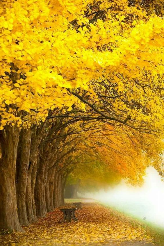 yellow trees